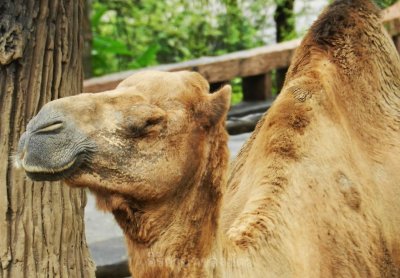 อิริยาบทของสัตว์ อิริยาบทของสัตว์