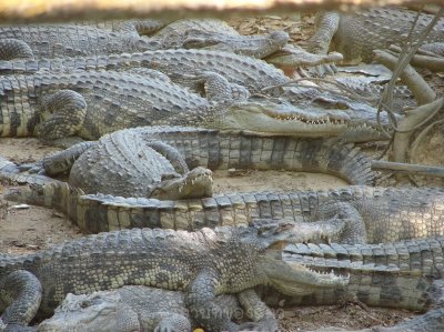 อิริยาบทของสัตว์ อิริยาบทของสัตว์