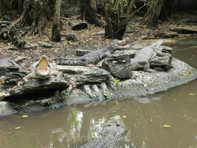 อิริยาบทของสัตว์ อิริยาบทของสัตว์