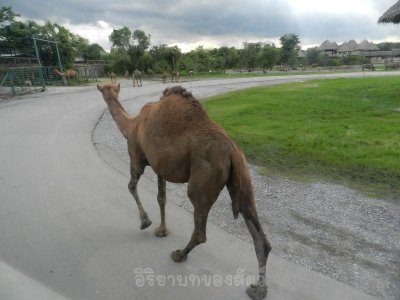 อิริยาบทของสัตว์ อิริยาบทของสัตว์