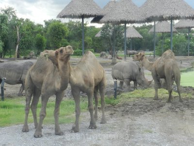 อิริยาบทของสัตว์ อิริยาบทของสัตว์