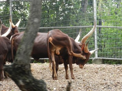 อิริยาบทของสัตว์ อิริยาบทของสัตว์