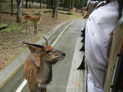 อิริยาบทของสัตว์ อิริยาบทของสัตว์