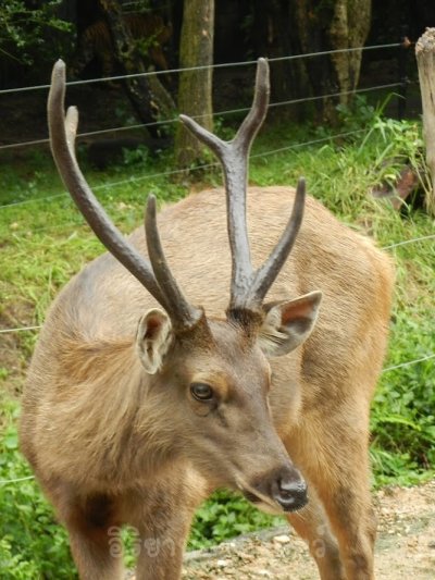 อิริยาบทของสัตว์ อิริยาบทของสัตว์