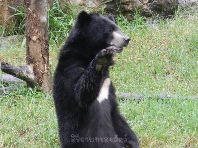 อิริยาบทของสัตว์ อิริยาบทของสัตว์