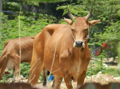 อิริยาบทของสัตว์ อิริยาบทของสัตว์