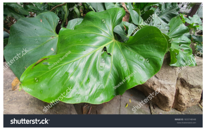 แสดงผลงาน ชุด ต้นไม้ ใบหญ้า นาข้าว น้ำค้าง แสดงผลงาน ชุด ต้นไม้ ใบหญ้า นาข้าว น้ำค้าง