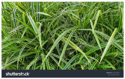 แสดงผลงาน ชุด ต้นไม้ ใบหญ้า นาข้าว น้ำค้าง แสดงผลงาน ชุด ต้นไม้ ใบหญ้า นาข้าว น้ำค้าง