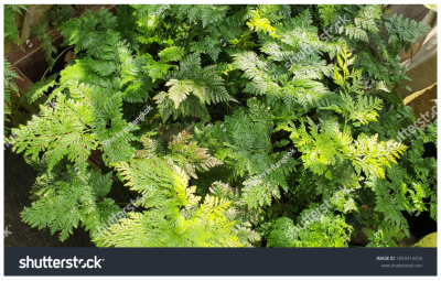 แสดงผลงาน ชุด ต้นไม้ ใบหญ้า นาข้าว น้ำค้าง แสดงผลงาน ชุด ต้นไม้ ใบหญ้า นาข้าว น้ำค้าง