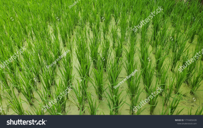 แสดงผลงาน ชุด ต้นไม้ ใบหญ้า นาข้าว น้ำค้าง แสดงผลงาน ชุด ต้นไม้ ใบหญ้า นาข้าว น้ำค้าง