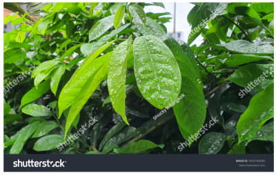 แสดงผลงาน ชุด ต้นไม้ ใบหญ้า นาข้าว น้ำค้าง แสดงผลงาน ชุด ต้นไม้ ใบหญ้า นาข้าว น้ำค้าง