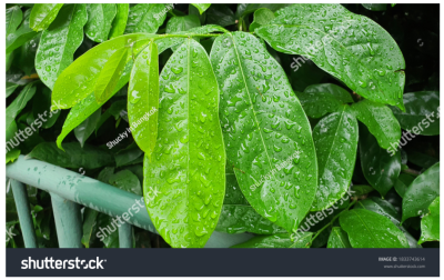 แสดงผลงาน ชุด ต้นไม้ ใบหญ้า นาข้าว น้ำค้าง แสดงผลงาน ชุด ต้นไม้ ใบหญ้า นาข้าว น้ำค้าง