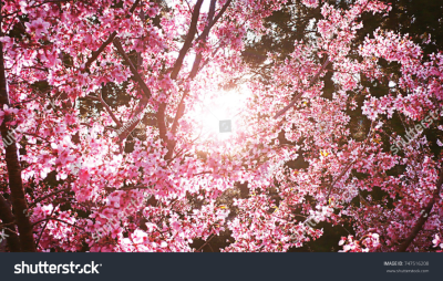 แสดงผลงาน ชุด ต้นไม้ ใบหญ้า นาข้าว น้ำค้าง แสดงผลงาน ชุด ต้นไม้ ใบหญ้า นาข้าว น้ำค้าง