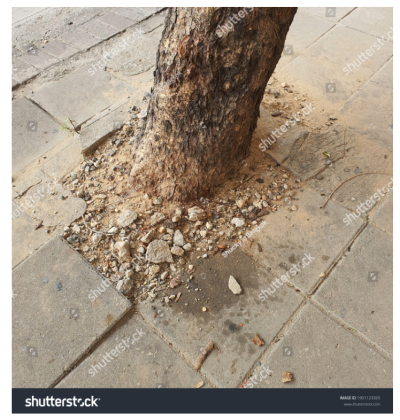 แสดงผลงาน ชุด ต้นไม้ ใบหญ้า นาข้าว น้ำค้าง แสดงผลงาน ชุด ต้นไม้ ใบหญ้า นาข้าว น้ำค้าง