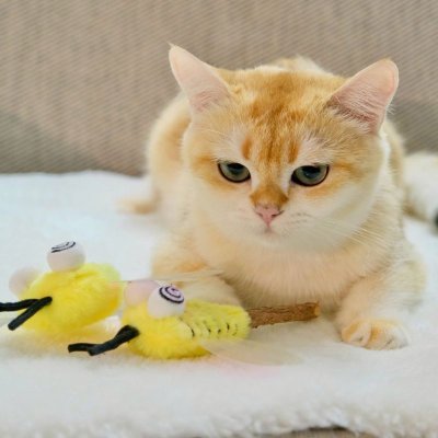 ไม้มอมแมว