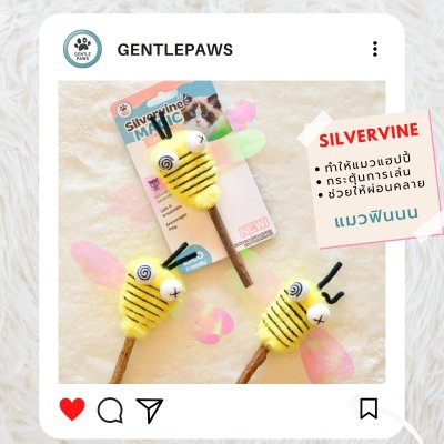 ไม้มอมแมว