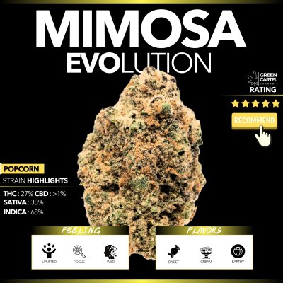 Mimosa Evolution (Popcorn)