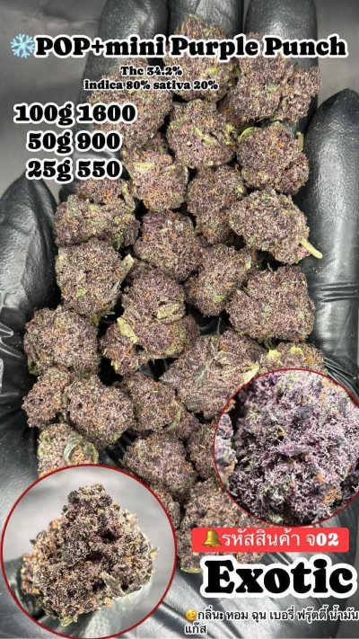 อินดอร์สาขาปากน้ำ