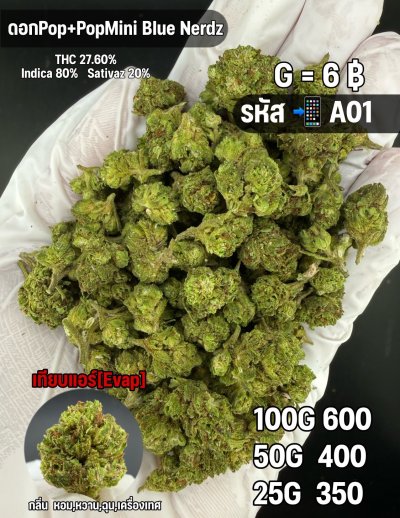 ป็อปมินิอีแวปถูก