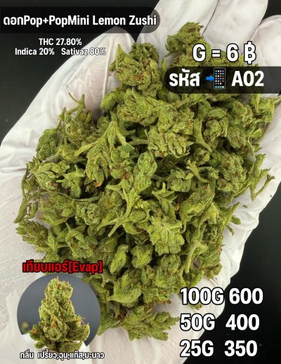 ป็อปมินิอีแวปถูก