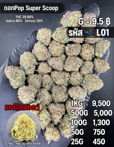 อินดอร์ขายดีชุด L