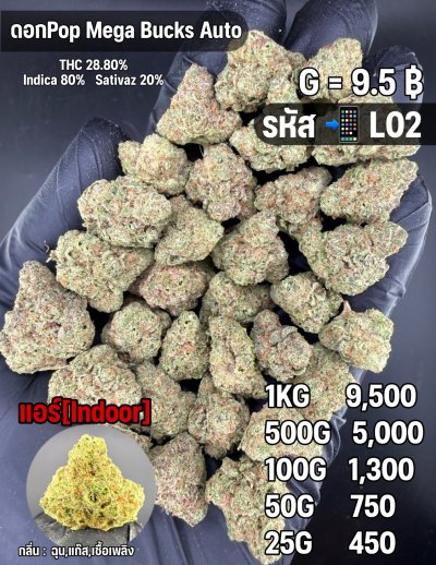 อินดอร์ขายดีชุด L