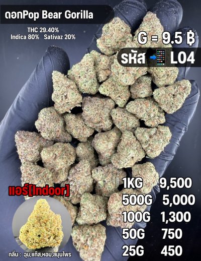 อินดอร์ขายดีชุด L