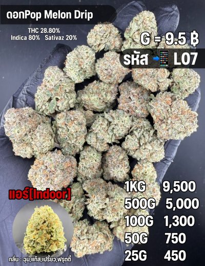 อินดอร์ขายดีชุด L