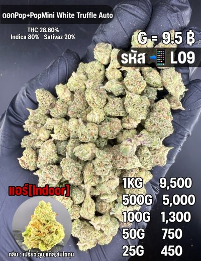 อินดอร์ขายดีชุด L