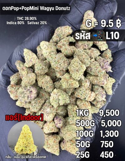 อินดอร์ขายดีชุด L