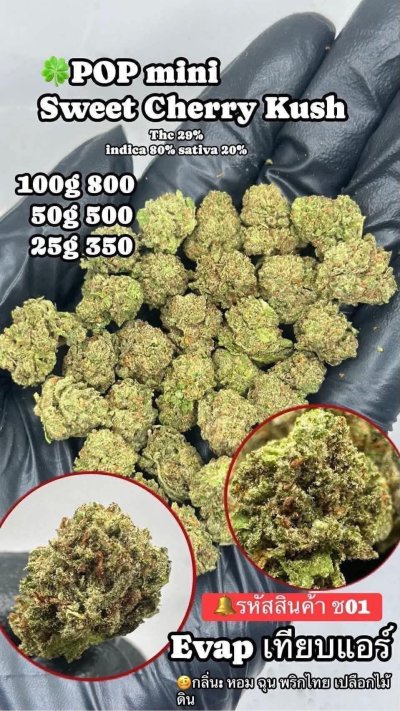 อีแวปสาขาปากน้ำขายดี ถูก