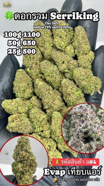 อีแวปสาขาปากน้ำชุดโปร