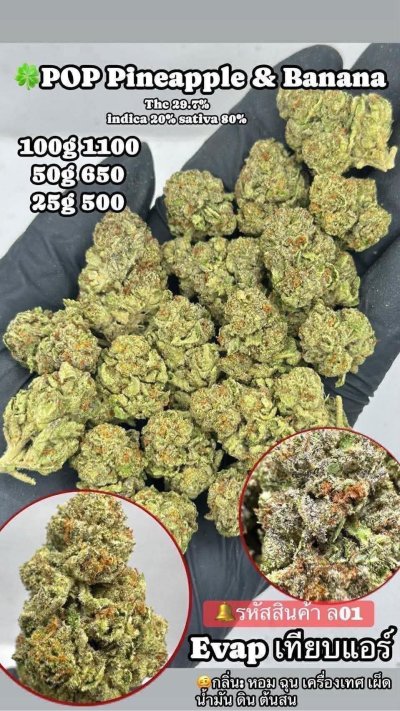 อีแวปสาขาปากน้ำชุดโปร