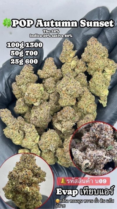 อีแวปสาขาปากน้ำชุดโปร