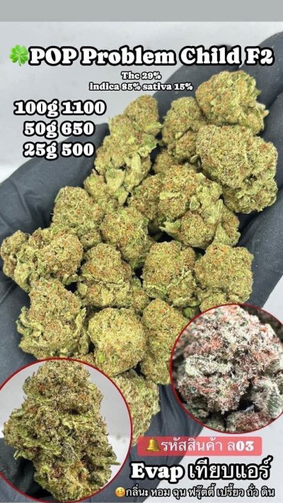 อีแวปสาขาปากน้ำชุดโปร