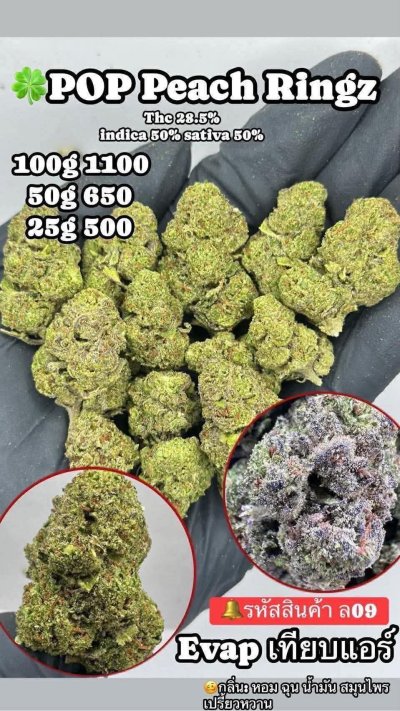 อีแวปสาขาปากน้ำขชุดโปร