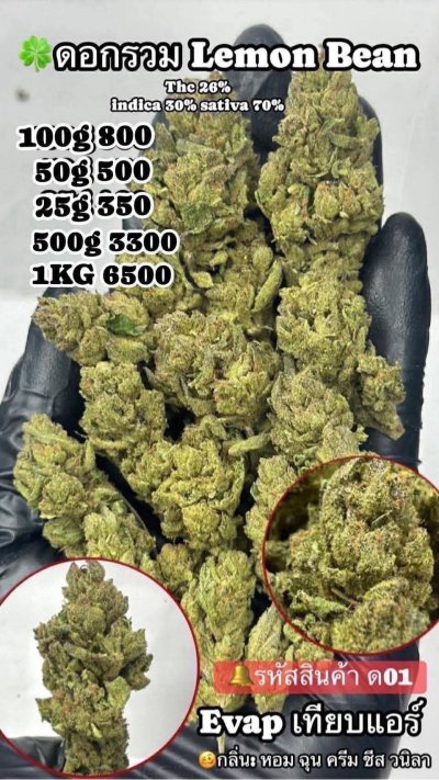 อีแวปสาขาปากน้ำขชุดโปร