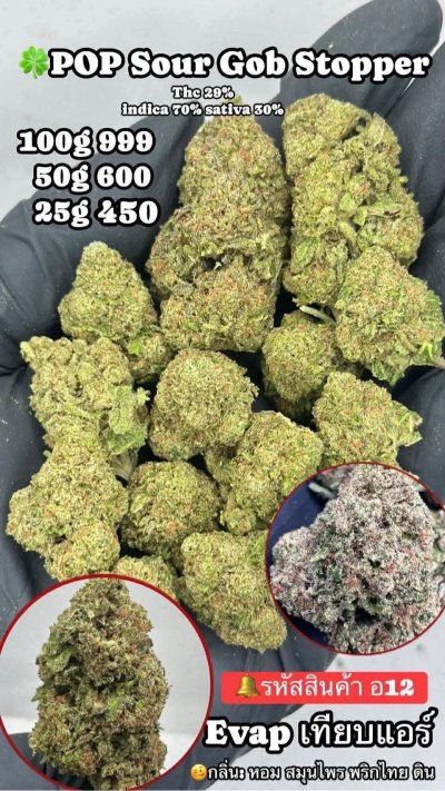 อีแวปสาขาปากน้ำขชุดโปร