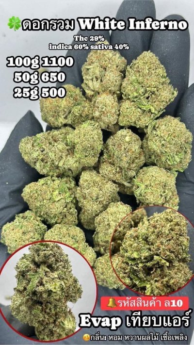 อีแวปสาขาปากน้ำขชุดโปร