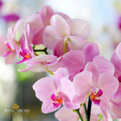 แหวนดอกกล้วยไม้เดนโดรเบียม