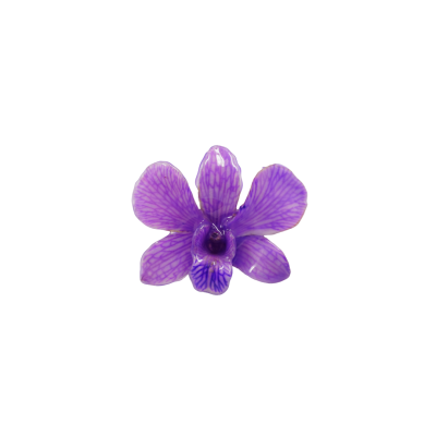 Clear-coated Dendrobium Orchid Brooch
