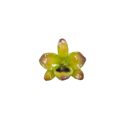 Clear-coated Dendrobium Nobile Orchid Brooch