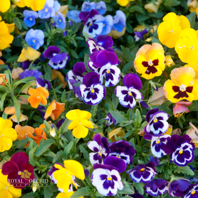 Clear-Coated Pansy Earrings