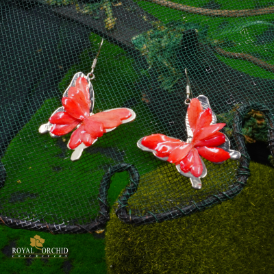 ต่างหูรูปผีเสื้อจากกลีบดอกแอสเตอร์