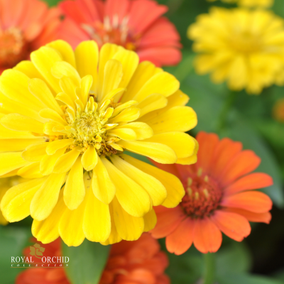 แหวนดอกบานชื่น