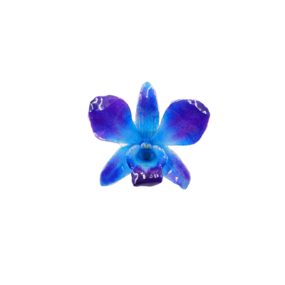 Clear-coated Dendrobium Orchid Brooch