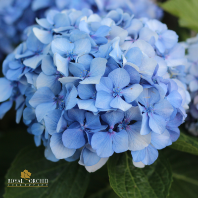 Clear-Coated Hydrangea Earrings