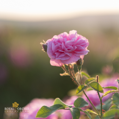 Gold-Edged Rose with Gold-Plated Leaf Earrings