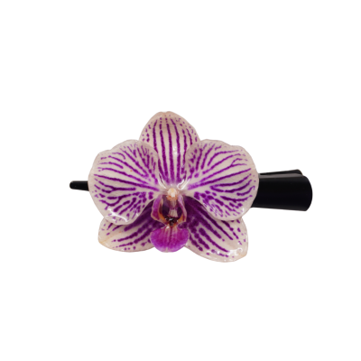 กิ๊บดอกกล้วยไม้ฟาแลนนอปซิส