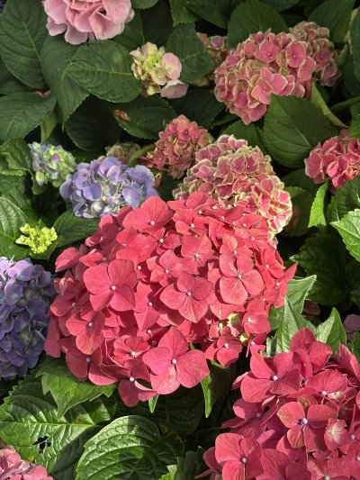 ต่างหูดอกไฮเดรนเยีย